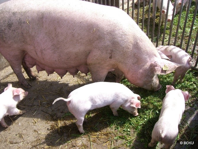 Picture 1: Feeding roughage, in this case, fresh grass, to sows and piglets. Photo: BOKU