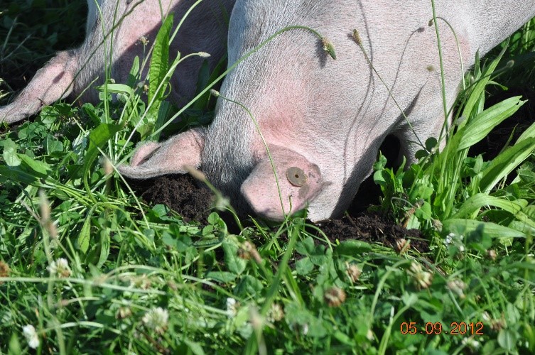 Foto 2: Uringede grise kan let vende græs-kløvergræsset for at finde regnorme osv. Foto: Foto: Anne Grete Kongsted 