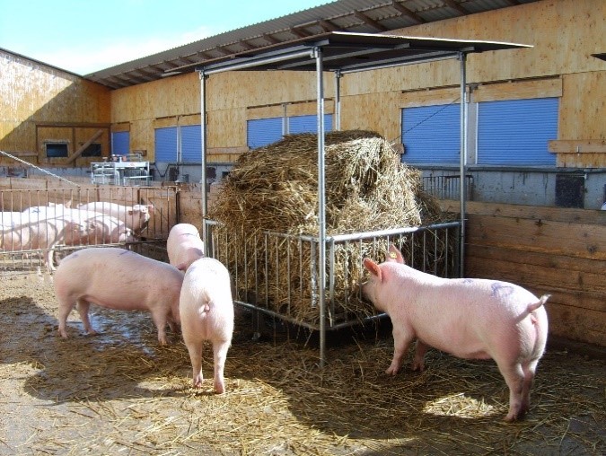 Снимка 2: Хранилка за кръгли бали за ad libitum хранене на бременни свине майки със слама, сено или силаж, защитени от дъжд. Снимка: Антие Шуберт 