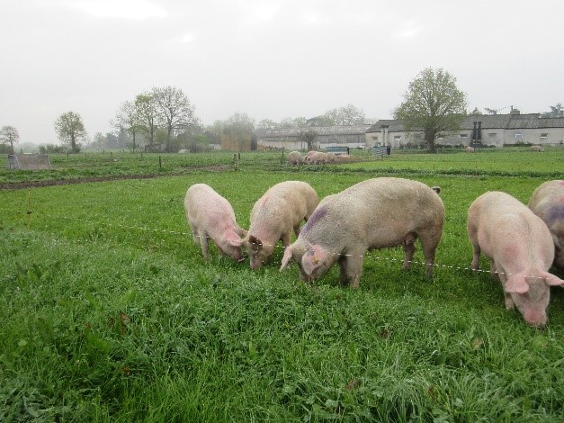 Sows before accessing a new paddock. Photo: ITAB 