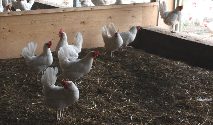 Figure 1: Laying hens on a veranda feeding silage distributed by an automatic system (robot). Photo: Sanna Steenfeldt, AU