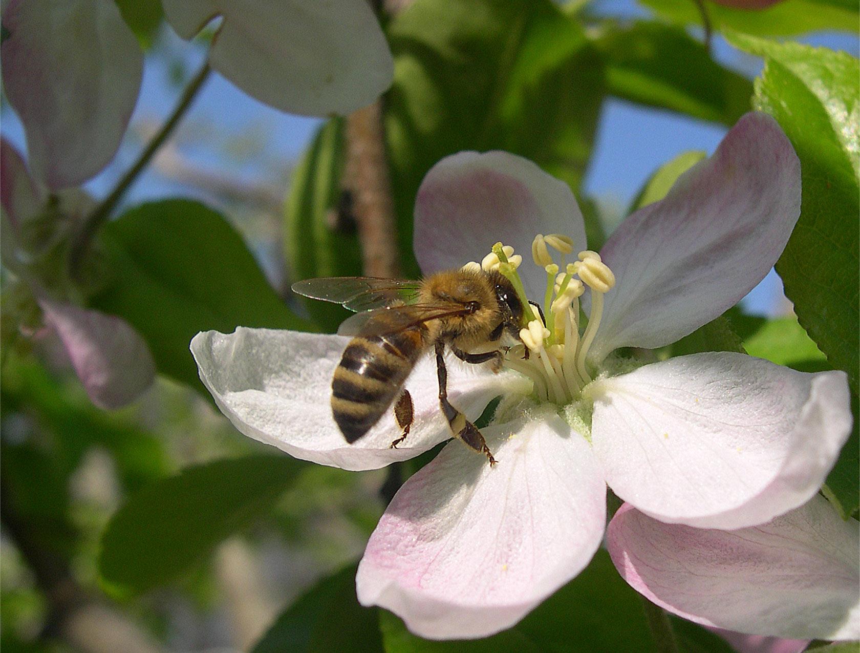 Μελισσοκομία και έντομα