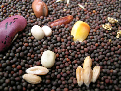 Seed quality