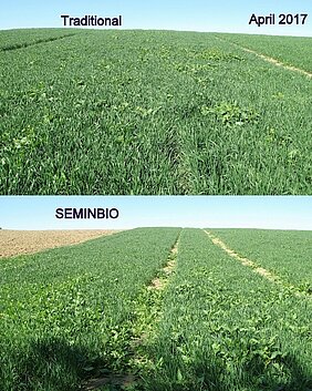 Comparison between traditional sowing layout (above) and Seminbio® layout (below)