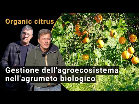 Managing the agro-ecosystem in the organic citrus grove: biodiversity and soil management (BIOFRUITNET Video)