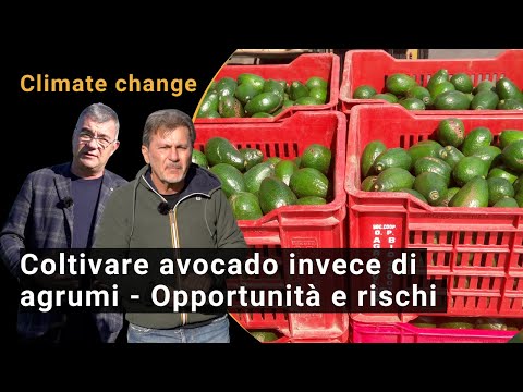 Cambio climático: ¿Cultivo de aguacate en lugar de cítricos en Sicilia? - Oportunidades y riesgos (Video BIOFRUITNET)