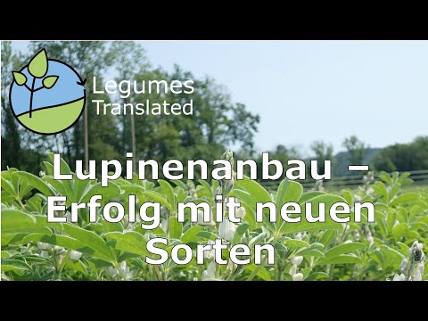 Lupin cultivation - Success with new varieties (Legumes Translated video)