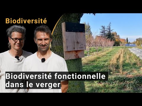 Vergroten van de functionele biodiversiteit in de boomgaard met hagen, nestkasten en bloemenstroken (BIOFRUITNET Video)