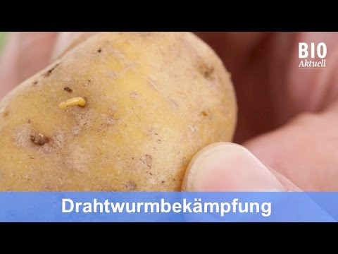 Bestrijding van draadwormen in de biologische aardappelteelt