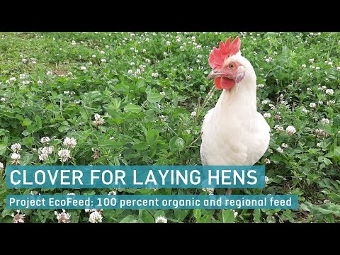 Test with laying hens for feed in the open air area (OK-Net Ecofeed Video)
