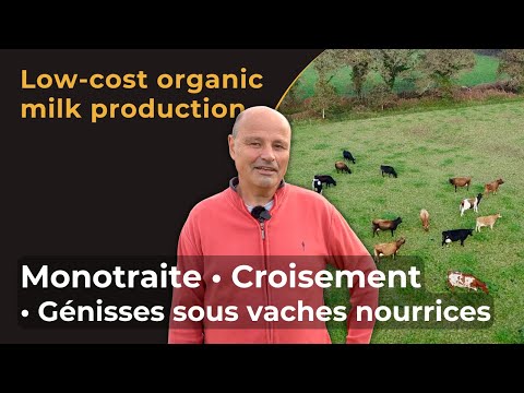 Low-cost organic milk production: Once a day milking - Crossbreeding - Calf rearing with nurses