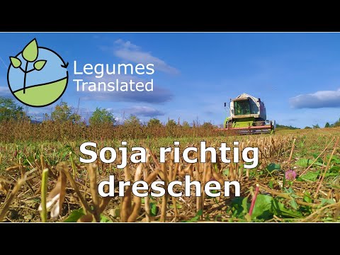 Combine harvesting soybeans properly (Legumes Translated Video)