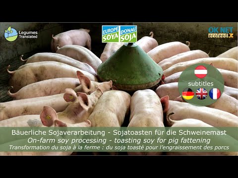 Sojaverarbeitung auf dem Bauernhof – Rösten von Soja für die Schweinemast (OK-Net EcoFeed-Video)