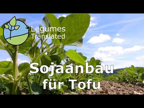 Sojaodling för tofu (baljväxter översatt video)