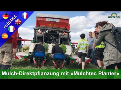 Zöldségpalánták mechanikus ültetése mulcstakaróba a Mulchtec-Planterrel