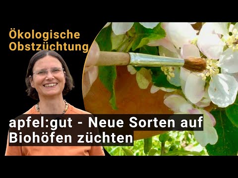 Участващо развъждане на ябълки - отглеждане на нови сортове в ферми за биологични плодове (BIOFRUITNET Video)