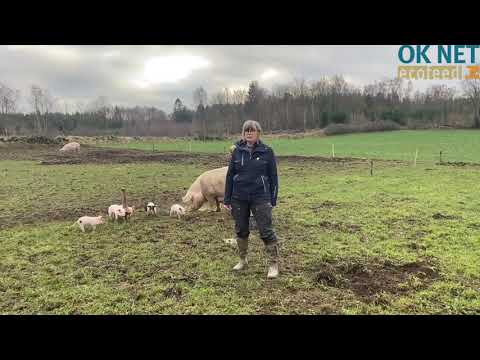 Silage with chicory to weaning pigs in multi-family pens (OK-Net Ecofeed Video)