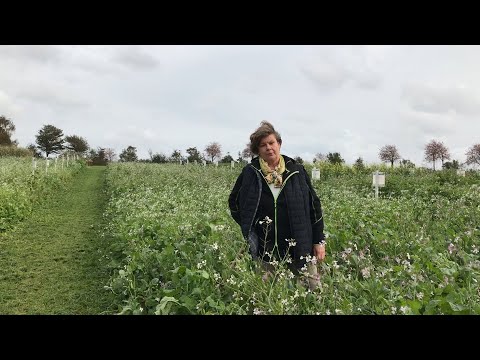 Green manures & cover crops: practical information (Best4Soil Video)