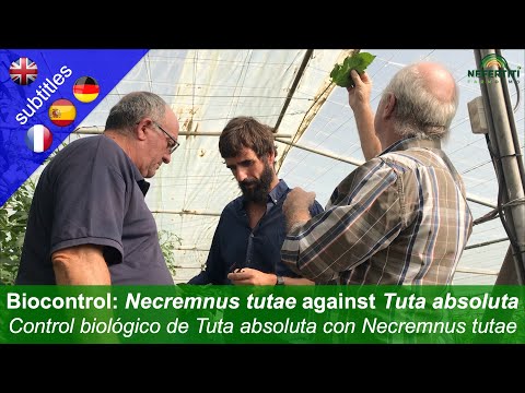 Biologiczna kontrola Tuta absoluta (minerka do liści pomidora) za pomocą Necremnus tutae w szklarniach