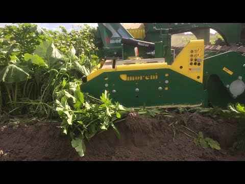 Concimi verdi e colture di copertura: vantaggi e svantaggi (video Best4Soil)