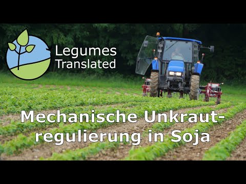 Mekanisk ogräsbekämpning i sojabönor (baljväxter översatt video)