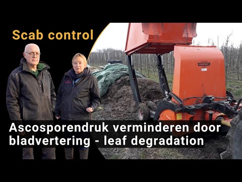 Skabbförebyggande: minskning av ascosporer genom ökad nedbrytning av nedfallna löv (BIOFRUITNET Video)