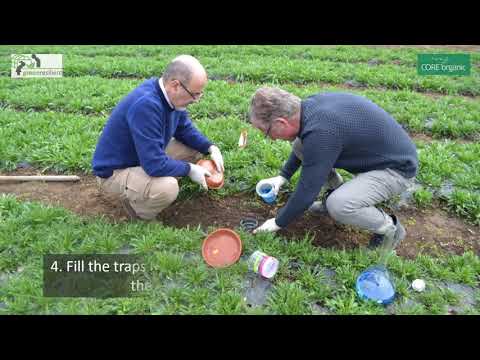Cómo colocar una trampa para evaluar arañas y escarabajos depredadores (vídeo Greenresilient)