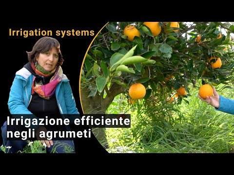 Efficiënte irrigatiesystemen op citrusplantages op Sicilië (BIOFRUITNET Video)