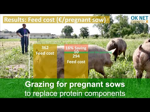 Ротационна паша за органични бременни свине за замяна на протеиновите компоненти (OK-Net Ecofeed Video)