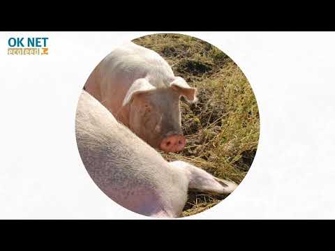 Εγκατάσταση κτηνοτροφικού γογγύλιου στον υπαίθριο χώρο του βοσκοτόπου ως συμπληρωματική τροφή για χοιρομητέρες που κυοφορούν (OK-Net Ecofeed Video)