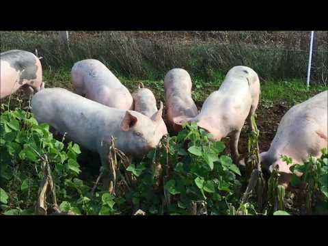 Introducing maize, bean and courgettes into the diet of foraging pigs (OK-Net EcoFeed Video)