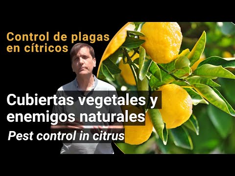 Control de plagas en cítricos - Productos fitosanitarios y enemigos naturales (vídeo Biofruitnet)