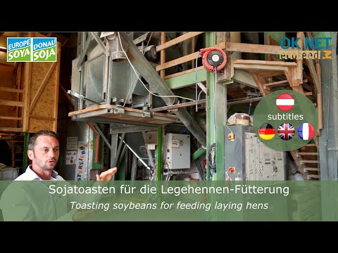 Sojabonen roosteren voor het voeren van legkippen (OK-Net EcoFeed Video)