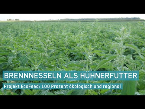 Eksperimenter med dyrkning og fodring af brændenælder (OK-Net EcoFeed-video)