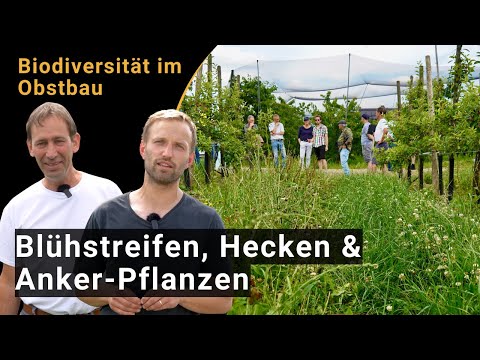 So fördern Sie die Artenvielfalt im Obstbau: Blühstreifen, Hecken, Ankerpflanzen (BIOFRUITNET-Video)