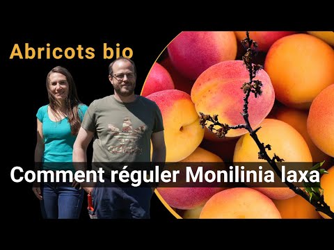 Réguler Monilinia laxa dans les abricots bio (Vidéo Biofruitnet)
