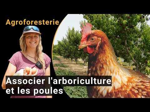 Agroerdészet: a gyümölcstermesztés és a baromfitenyésztés ötvözése (BIOFRUITNET videó)