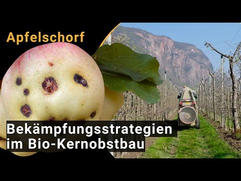 Parch jabłoni (Venturia inaequalis): strategie kontroli ekologicznej produkcji owoców ziarnkowych (wideo Biofruitnet)