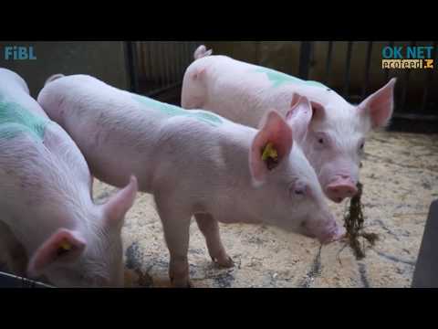 Feeding of pigs: effect of silage (OK-Net Ecofeed Video)