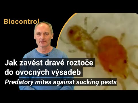 How to introduce predatory mites into fruit plantations (Biofruitnet video)
