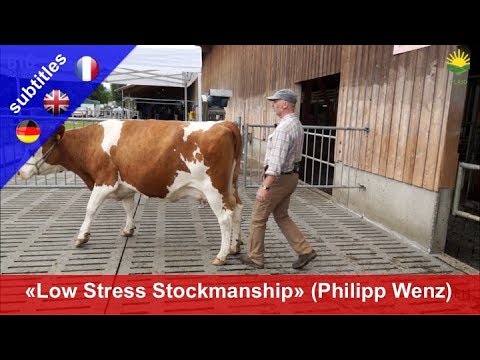 Low Stress Stockmanship - Philipp Wenz demonstrates how to handle cattle without stress