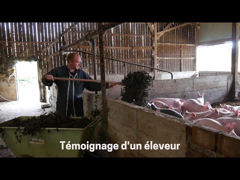 Introducing nettle into organic pig feeding