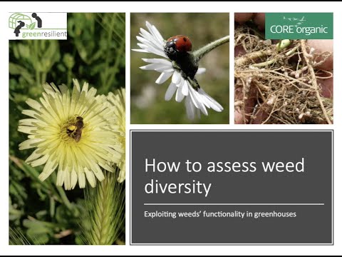 How to assess weed biodiversity: exploiting weeds' functionality in greenhouses (GreenResilient video)
