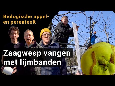 Att fånga den europeiska äppelsågflugan (Hoplocampa testudinea) med tejp (Biofruitnet Video)