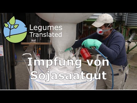 Inokulering av sojafrö (baljväxter översatt video)