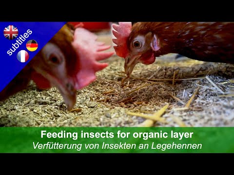 Organisku dējējvistu barošana ar kukaiņiem (OK-Net EcoFeed video)