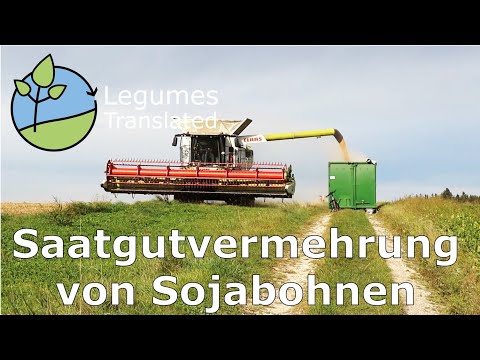 Produktion av sojabönsfrön (baljväxter Översatt video)