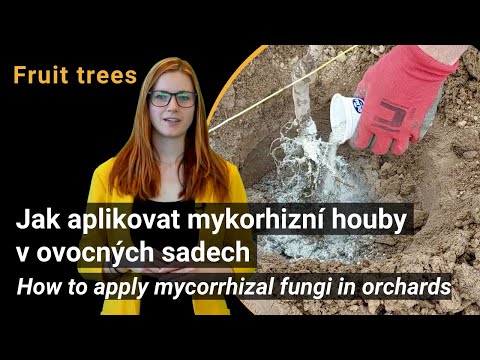 Gebruik van mycorrhiza-schimmels in de fruitteelt (Biofruitnet video)