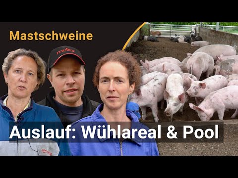 Optimierung der Auslaufgestaltung von Mastschweinen (POWER-Video)