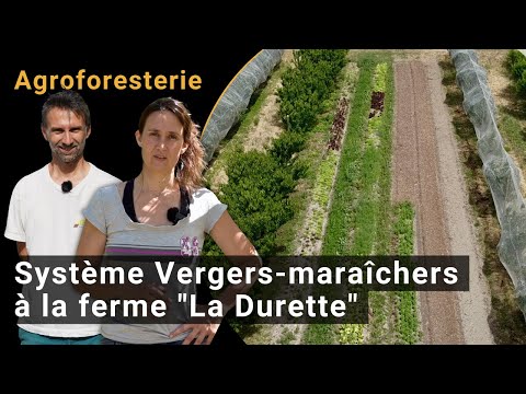 Agroforestry system: combined cultivation of fruit and vegetables (BIOFRUITNET Video)